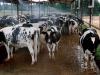Se inició una investigación después del robo de más de 60 vacas de una granja de Ohio durante la noche