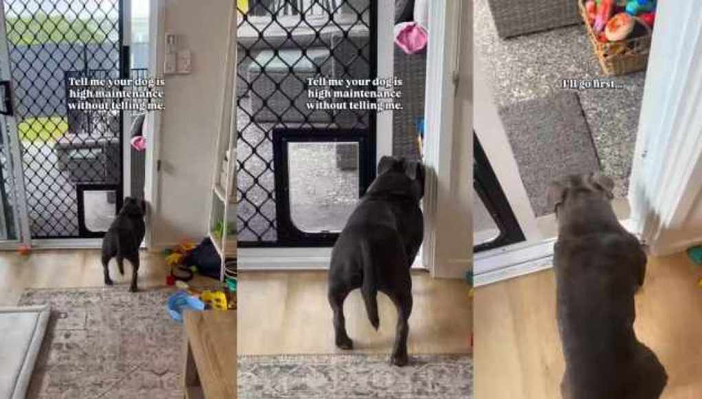 Un video divertido muestra cuán ‘alto mantenimiento’ es el perro Un video divertido muestra cuán ‘alto mantenimiento’ es el perro