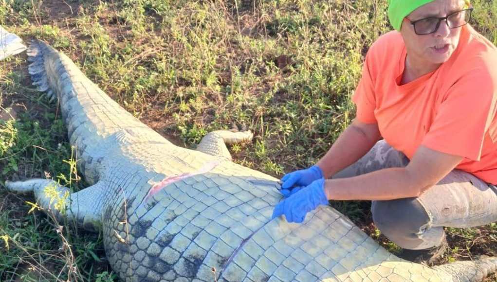 Dueño de hotel desaparecido encontrado dentro de un cocodrilo Dueño de hotel desaparecido encontrado dentro de un cocodrilo