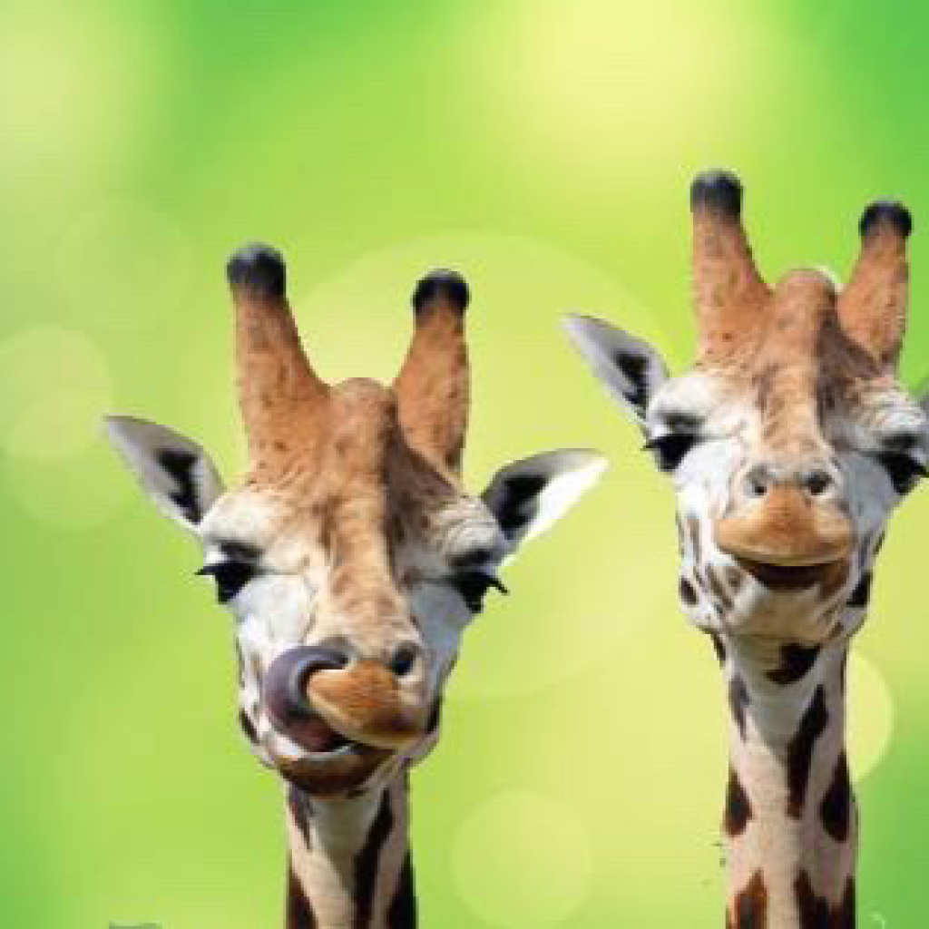 Emirates park zoo announces its recent membership to SEAZA as part of its on-going conservation efforts to protect animals around the world – PRWire Emirates park zoo announces its recent membership to SEAZA as part of its on-going conservation efforts to protect animals around the world – PRWire