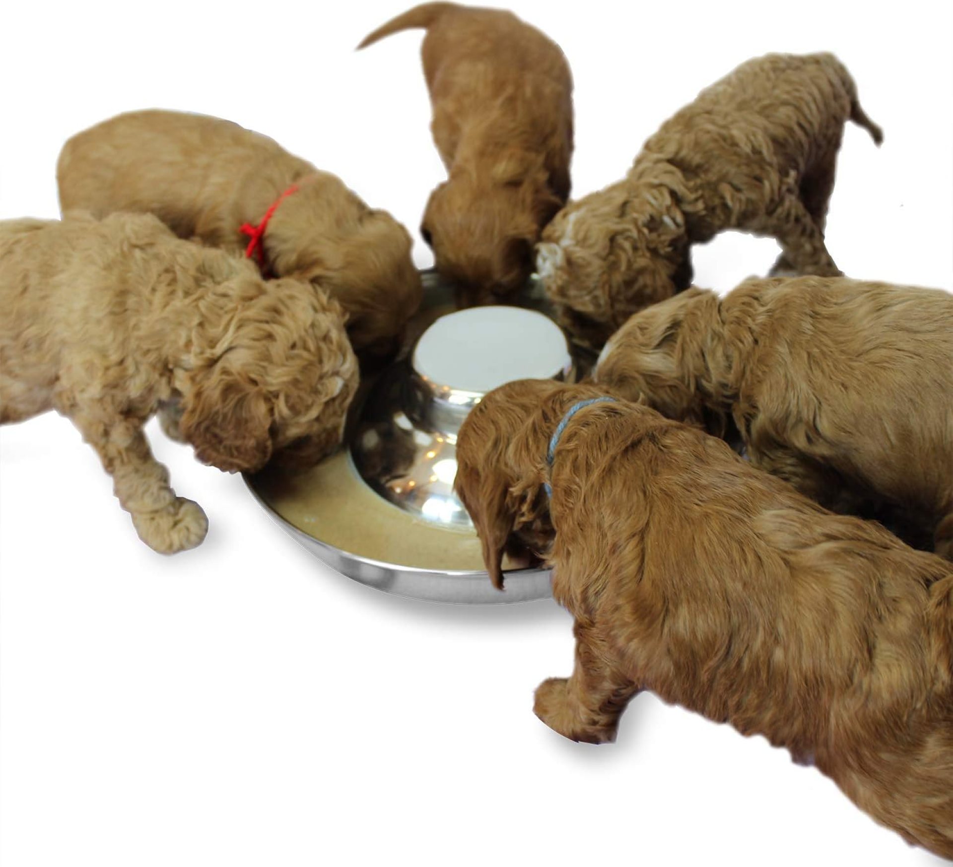Stainless Steel Puppy Dog Bowls, Pets Puppies Feeding Food and Water Weaning Bowls Dishes Feeder Stainless Steel Puppy Dog Bowls, Pets Puppies Feeding Food and Water Weaning Bowls Dishes Feeder