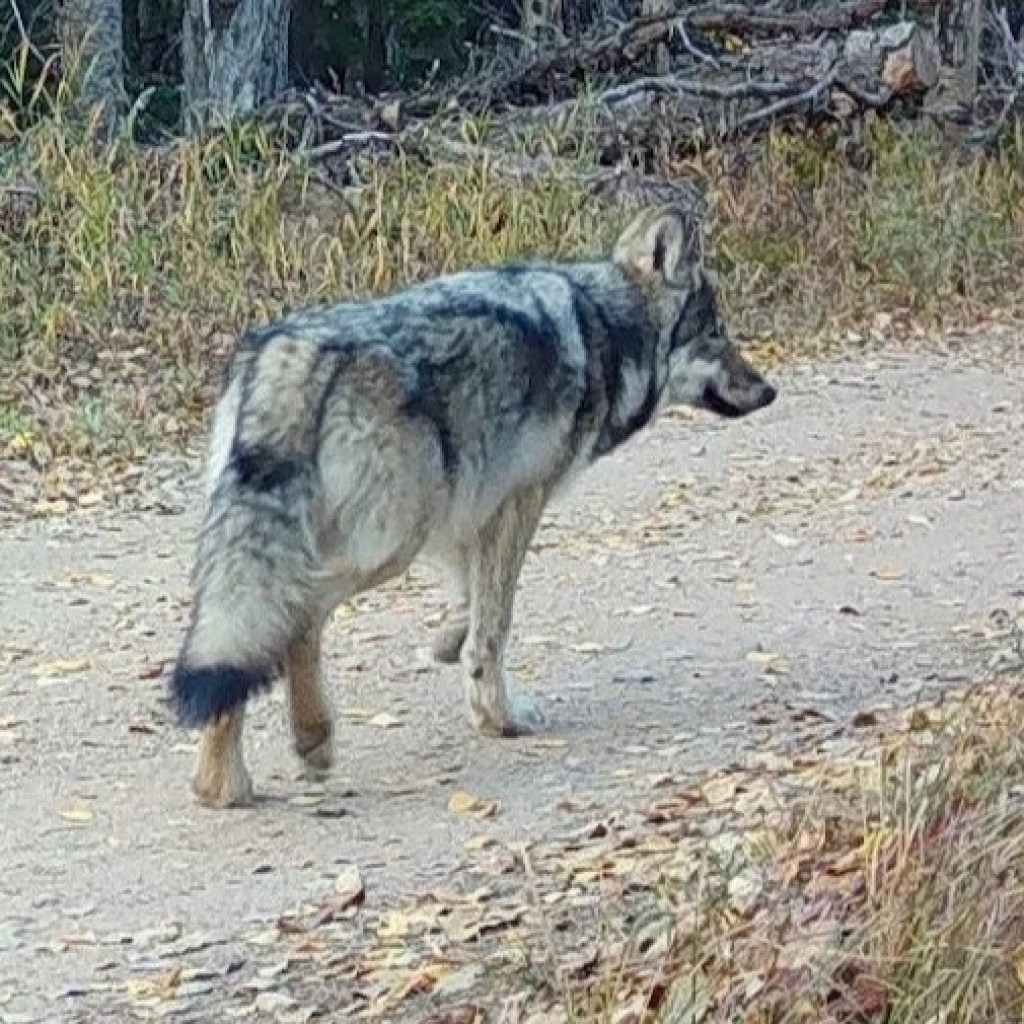 Colorado Parks and Wildlife to stop search for wolf pup left alone Colorado Parks and Wildlife to stop search for wolf pup left alone