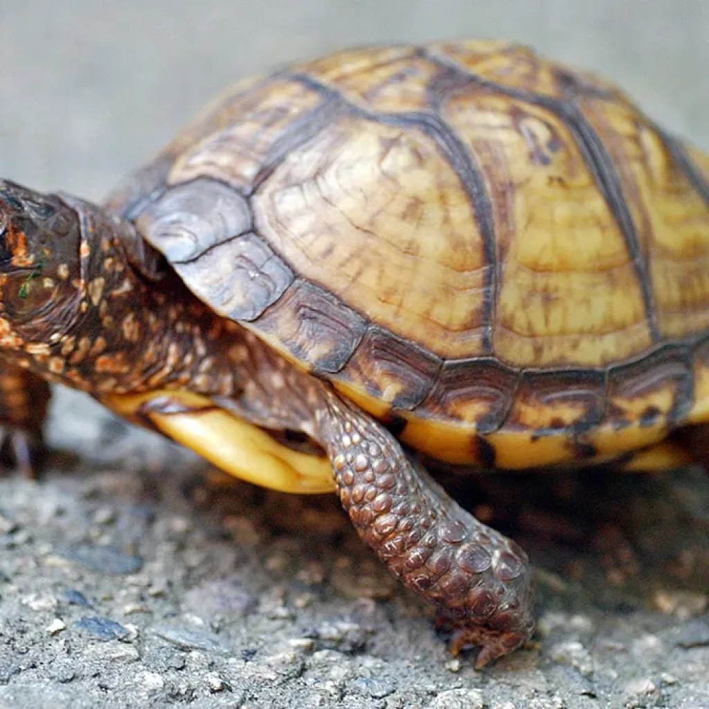 Woman caught smuggling 29 protected turtles from US to Canada Woman caught smuggling 29 protected turtles from US to Canada