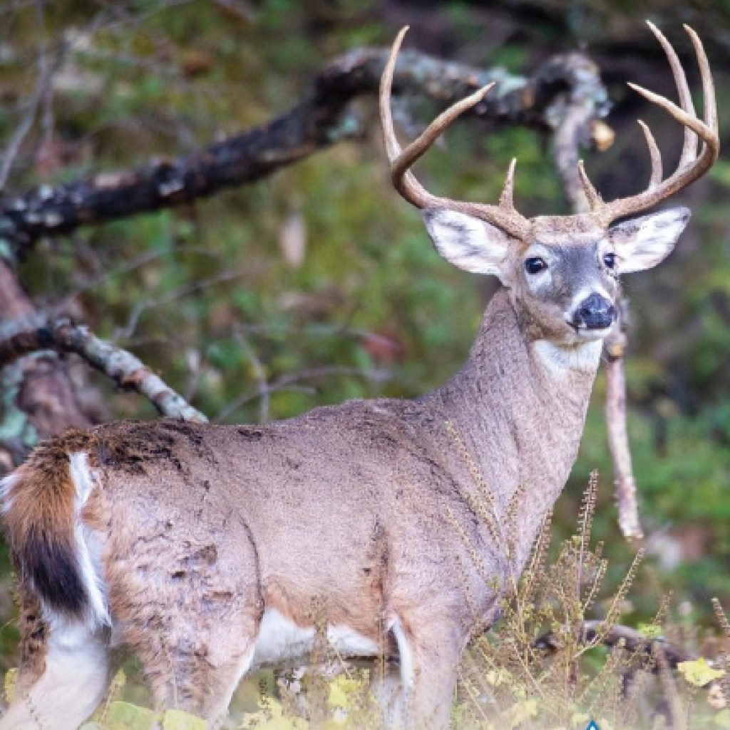 Firearms portion of deer season underway in Missouri Firearms portion of deer season underway in Missouri