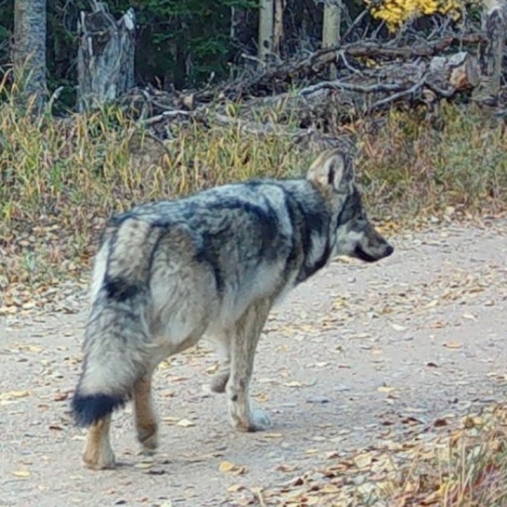 Grey wolf pup capture operation halted Grey wolf pup capture operation halted