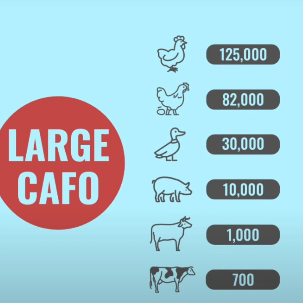 California and Colorado ballot measures could ban factory farming and slaughterhouses California and Colorado ballot measures could ban factory farming and slaughterhouses