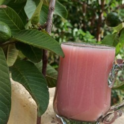Resep Jus Jambu Merah: Nikmati Minuman Sehat dan Menyegarkan Resep Jus Jambu Merah: Nikmati Minuman Sehat dan Menyegarkan