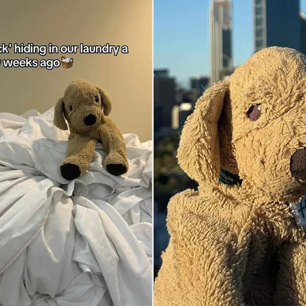 A Little one Left Their Stuffed Animal Behind at a Vacation Inn. Then the Employees’s Makes an attempt to Discover Its Proprietor Went Viral A Little one Left Their Stuffed Animal Behind at a Vacation Inn. Then the Employees’s Makes an attempt to Discover Its Proprietor Went Viral