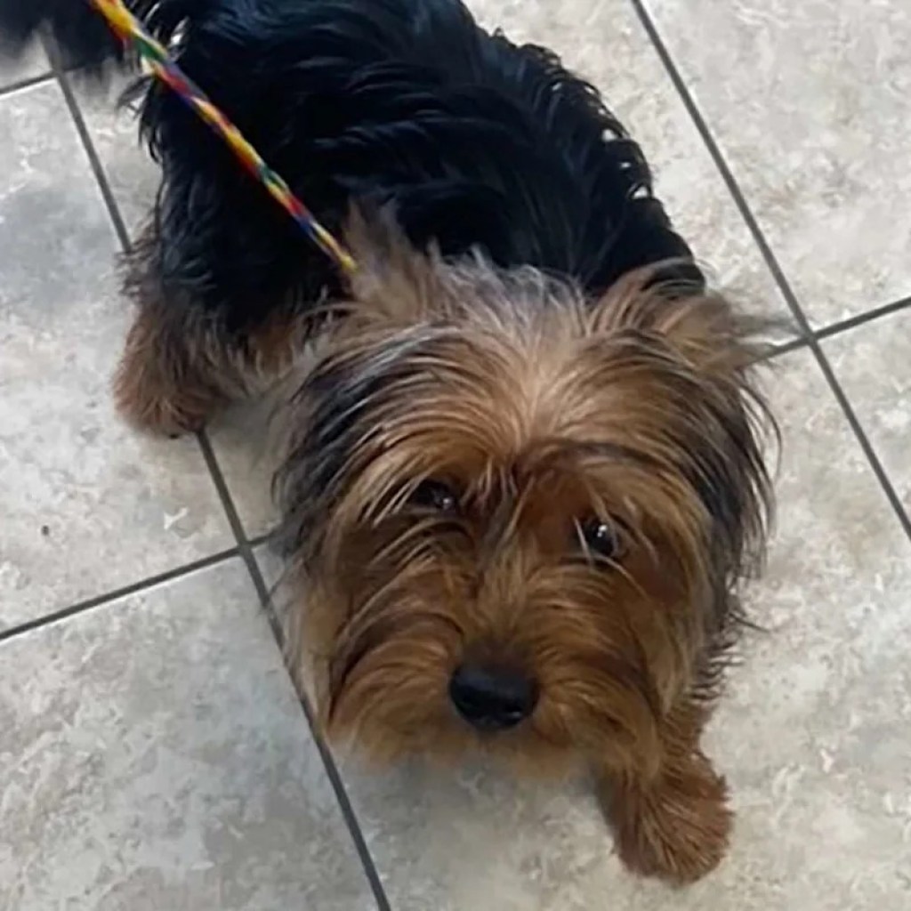 Mass. Couple Claimed They Discovered Deserted Canine on Facet of the Highway. Why Police Are Now Saying It Was a Hoax Mass. Couple Claimed They Discovered Deserted Canine on Facet of the Highway. Why Police Are Now Saying It Was a Hoax