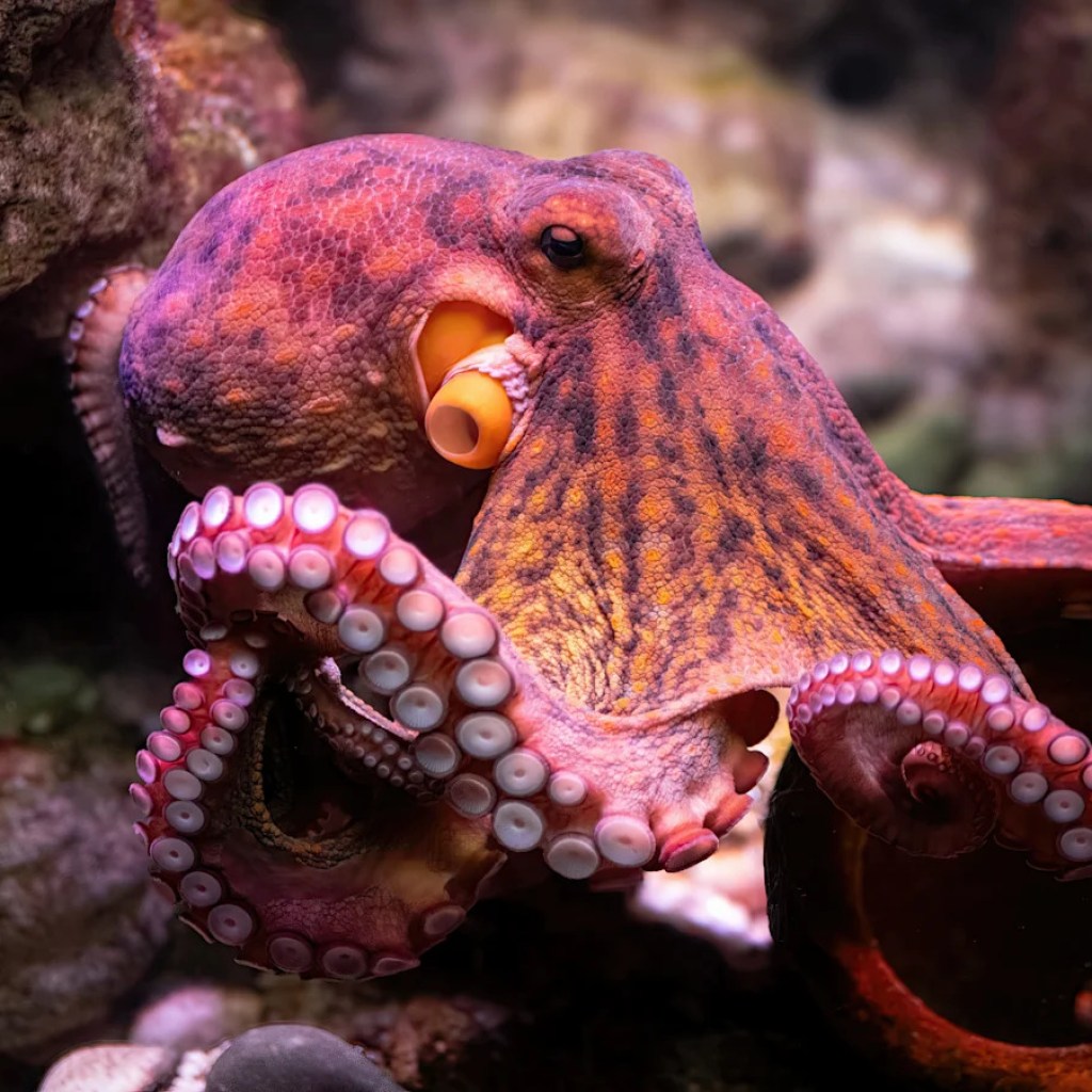 Mother says octopus latched on to her son Mother says octopus latched on to her son