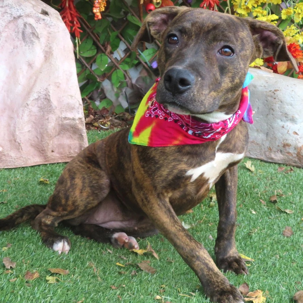 Trying so as to add a pet to your loved ones? Nacho, Billy, others out there at OKC-area shelters Trying so as to add a pet to your loved ones? Nacho, Billy, others out there at OKC-area shelters