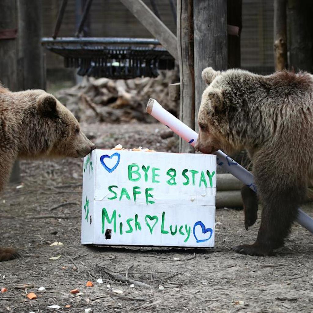 Bears escape enclosure, eat every week’s price of honey, then go to sleep Bears escape enclosure, eat every week’s price of honey, then go to sleep