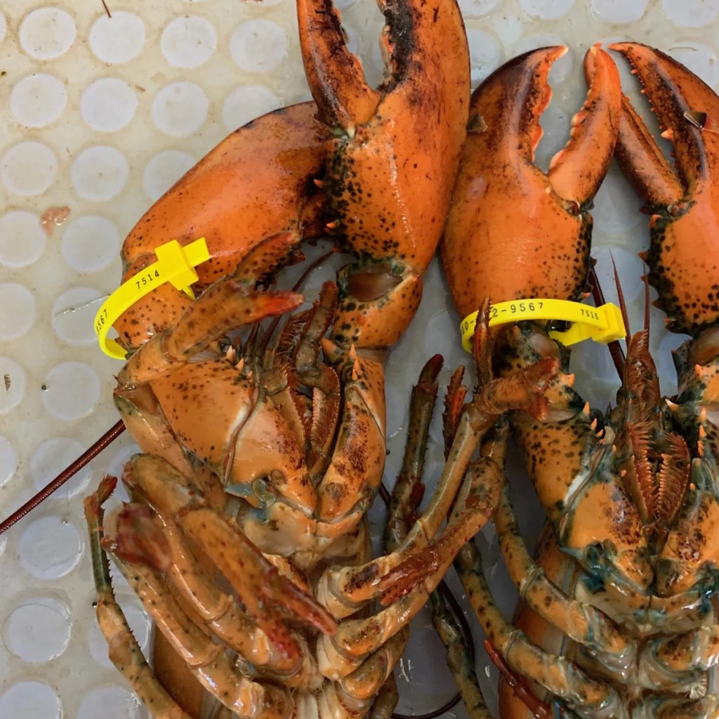 Cape Cod Instances prime tales Cape Cod Instances prime tales