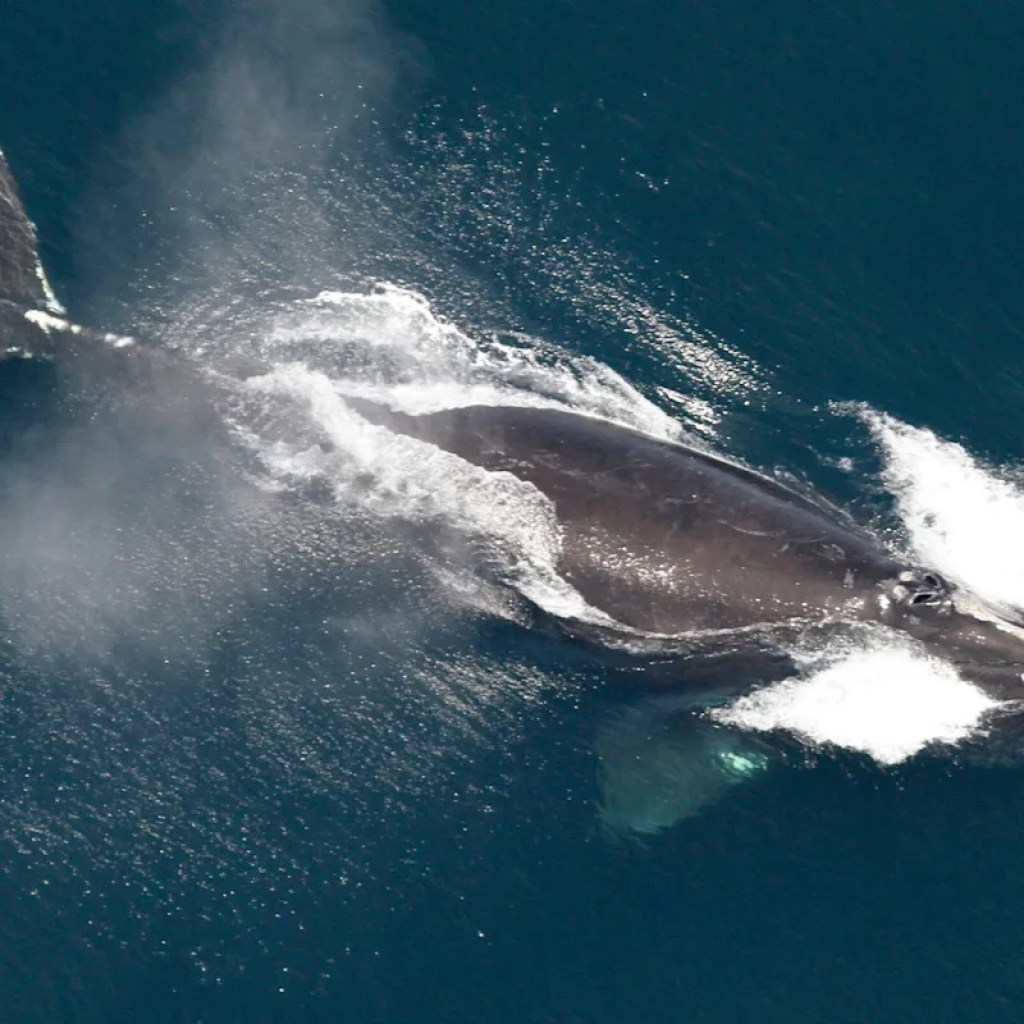 One of many world’s rarest whales that makes the Atlantic its house grows in inhabitants One of many world’s rarest whales that makes the Atlantic its house grows in inhabitants