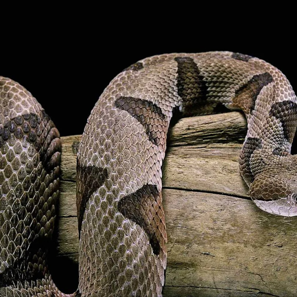 4-Yr-Previous Boy Bitten by Venomous Snake Is Rushed to Hospital by Household after Day Care Middle Fails to Name 911 4-Yr-Previous Boy Bitten by Venomous Snake Is Rushed to Hospital by Household after Day Care Middle Fails to Name 911