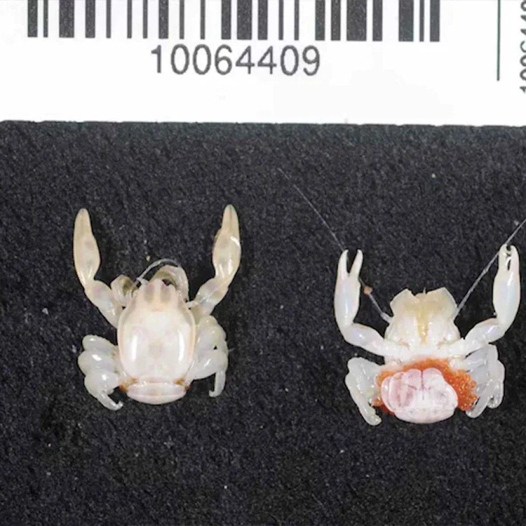 Scientists Uncover 2 New Species, a Shark and a Tiny Crab, on the Identical Deep-Sea Journey Scientists Uncover 2 New Species, a Shark and a Tiny Crab, on the Identical Deep-Sea Journey