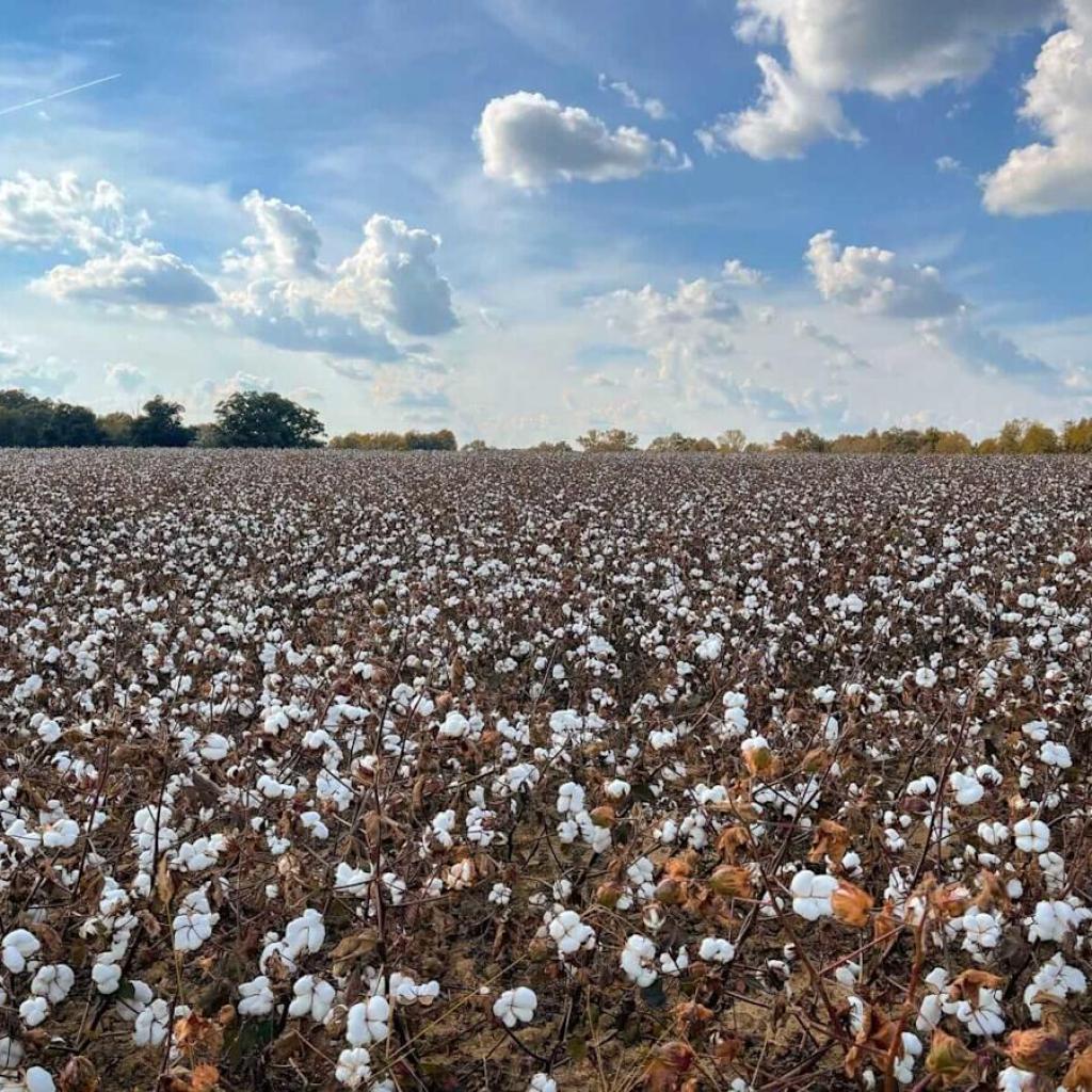 Cotton Posts Combined Motion on Thursday Cotton Posts Combined Motion on Thursday