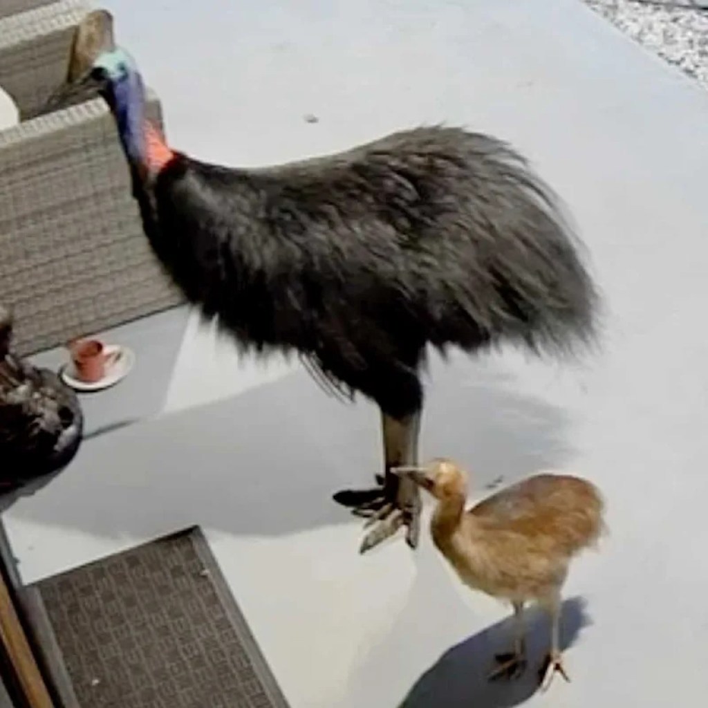 Mom and Little one Narrowly Escape the ‘World’s Most Harmful Hen.’ See Footage of the ‘Shut Encounter’ Mom and Little one Narrowly Escape the ‘World’s Most Harmful Hen.’ See Footage of the ‘Shut Encounter’