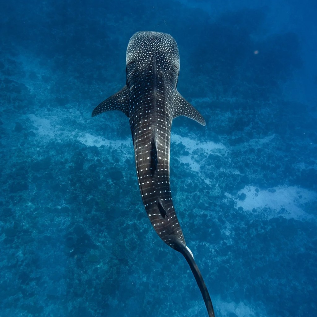The perfect, most sustainable place to snorkel with whale sharks? It is Australia’s Ningaloo The perfect, most sustainable place to snorkel with whale sharks? It is Australia’s Ningaloo