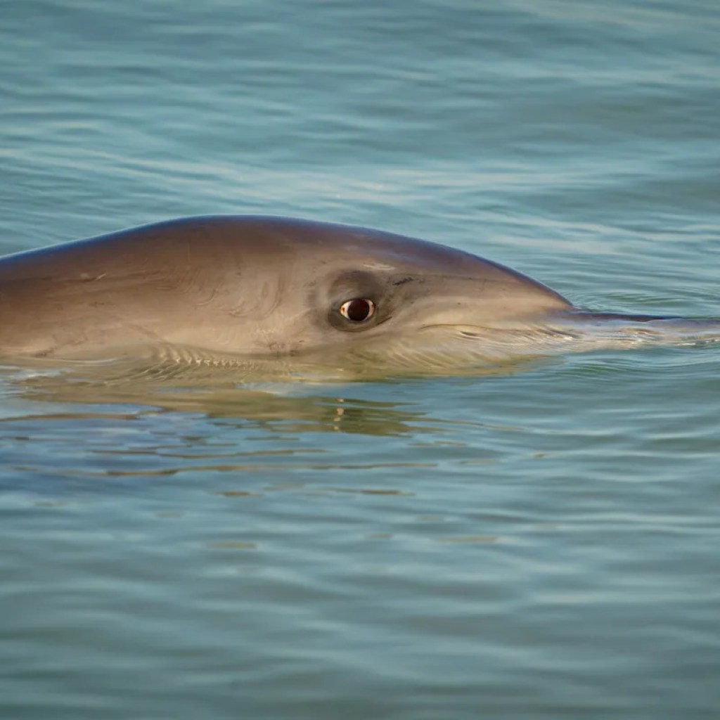 Researchers make horrifying discovery after analyzing dolphin guts — this is what they discovered Researchers make horrifying discovery after analyzing dolphin guts — this is what they discovered