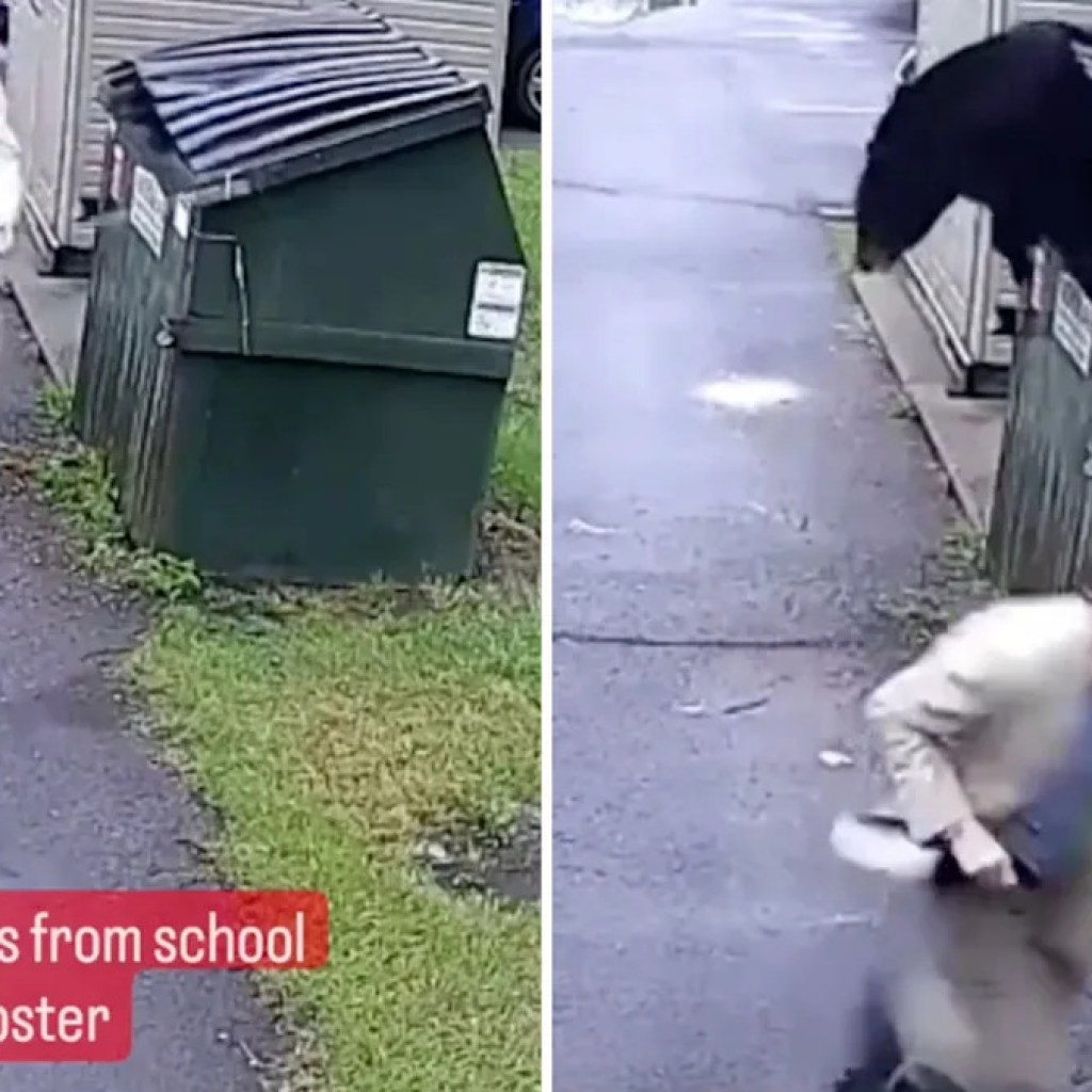 Safety digital camera captures second when college principal makes surprising discovery in dumpster: ‘Interested in meals sources’ Safety digital camera captures second when college principal makes surprising discovery in dumpster: ‘Interested in meals sources’
