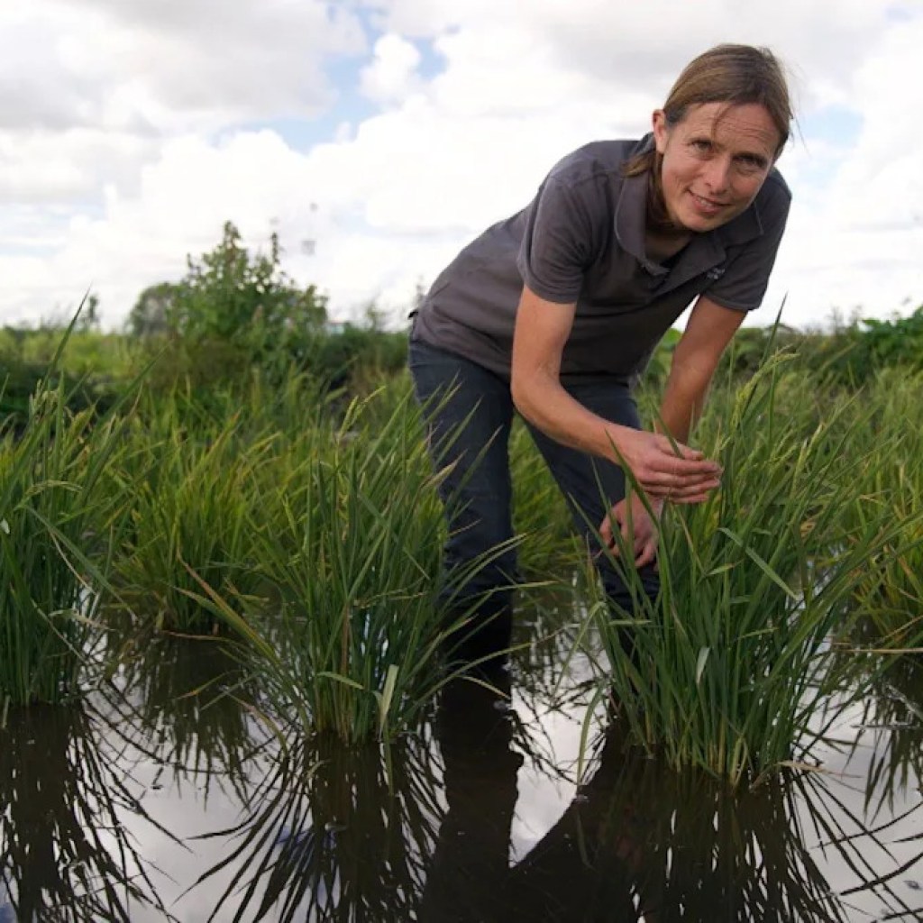 Dismissed as a joke, UK’s first rice crop ripe for choosing after scorching summer season Dismissed as a joke, UK’s first rice crop ripe for choosing after scorching summer season