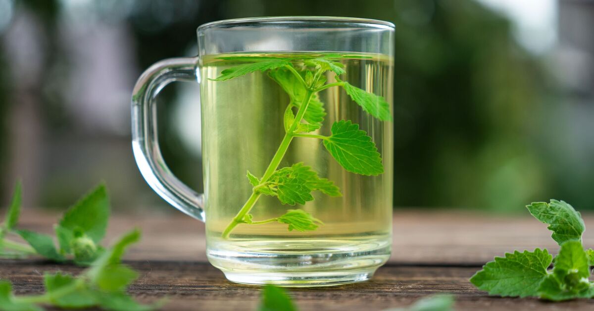 Cup of ‘healing’ tea a day eases stress and anxiety ‘fast’ Cup of ‘healing’ tea a day eases stress and anxiety ‘fast’