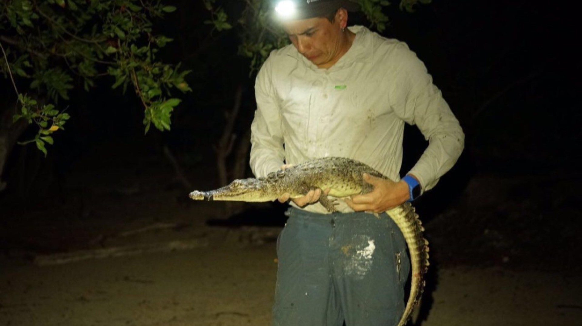 ‘Totally unexpected’: Two new crocodile species discovered in the Caribbean ‘Totally unexpected’: Two new crocodile species discovered in the Caribbean