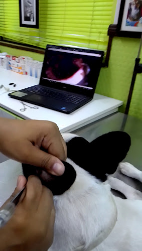 Veterinaria Groom Room Revisión Y Opiniones Veterinaria Groom Room Revisión Y Opiniones