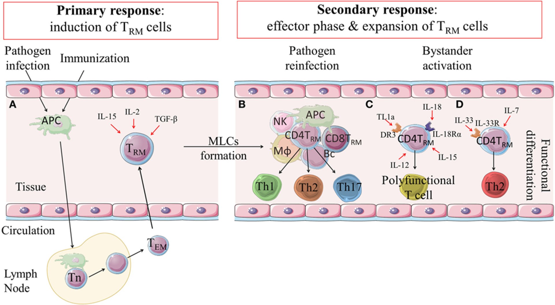 How Long for Drugs to Reach CD4+ Cells Stroma? How Long for Drugs to Reach CD4+ Cells Stroma?