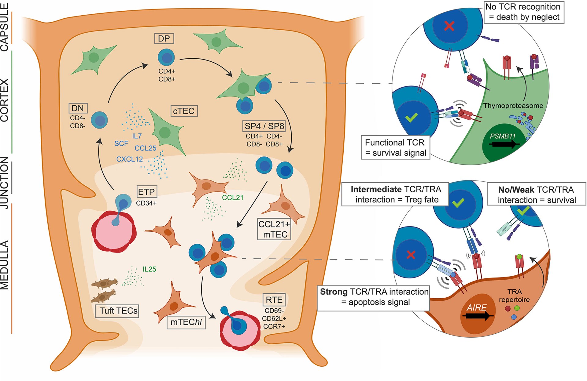 What Cells Make Up the Thymus Stroma? What Cells Make Up the Thymus Stroma?