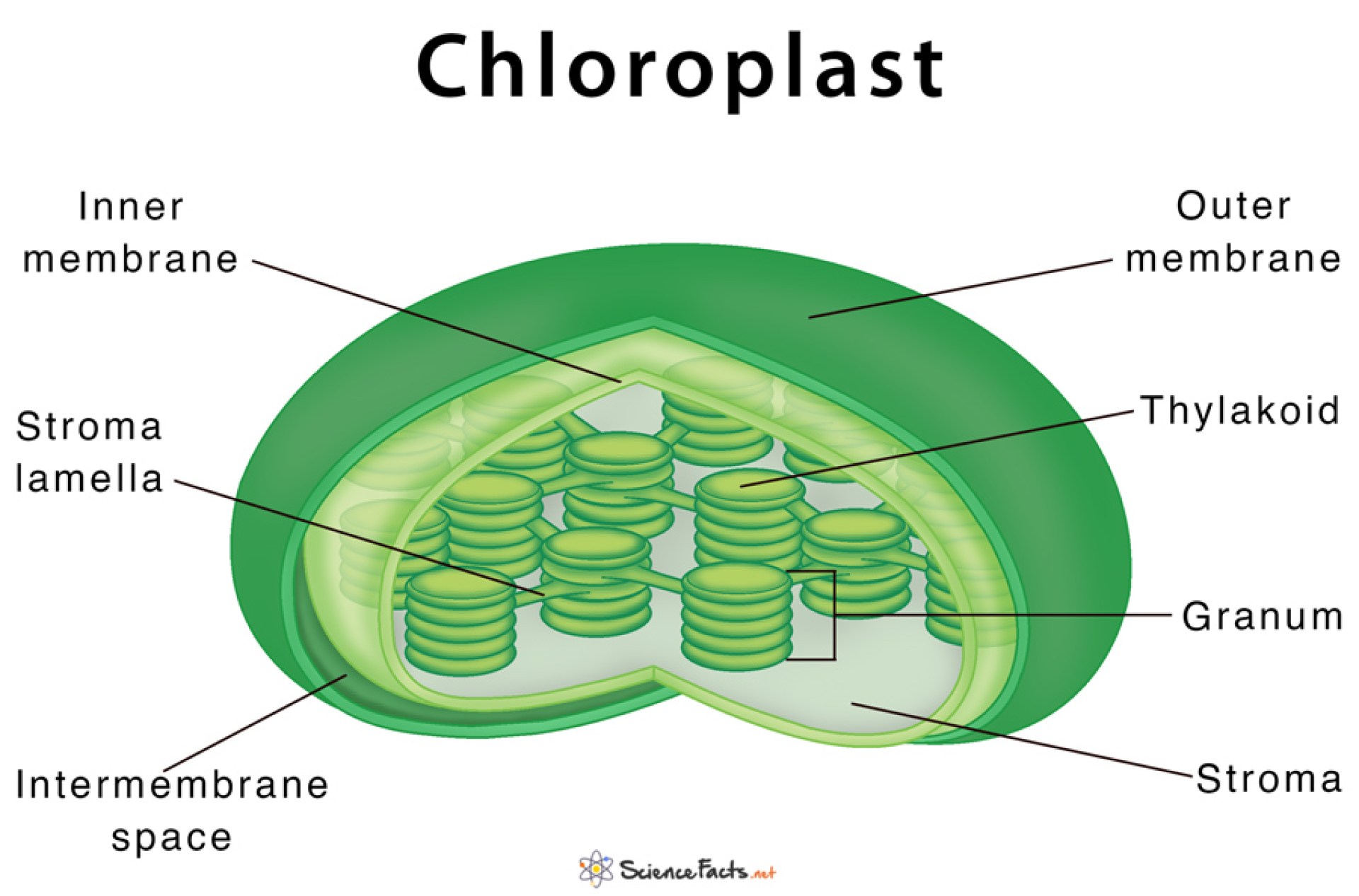 Is the Chloroplast in the Stroma Exploring the Site of Photosynthesis Is the Chloroplast in the Stroma Exploring the Site of Photosynthesis