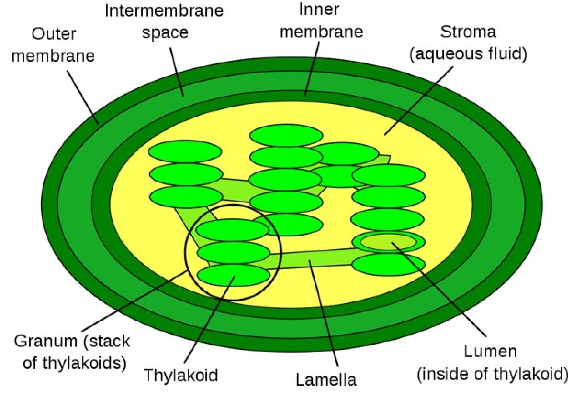 Is Stroma a Chloroplast? Unraveling the Secrets Within Is Stroma a Chloroplast? Unraveling the Secrets Within