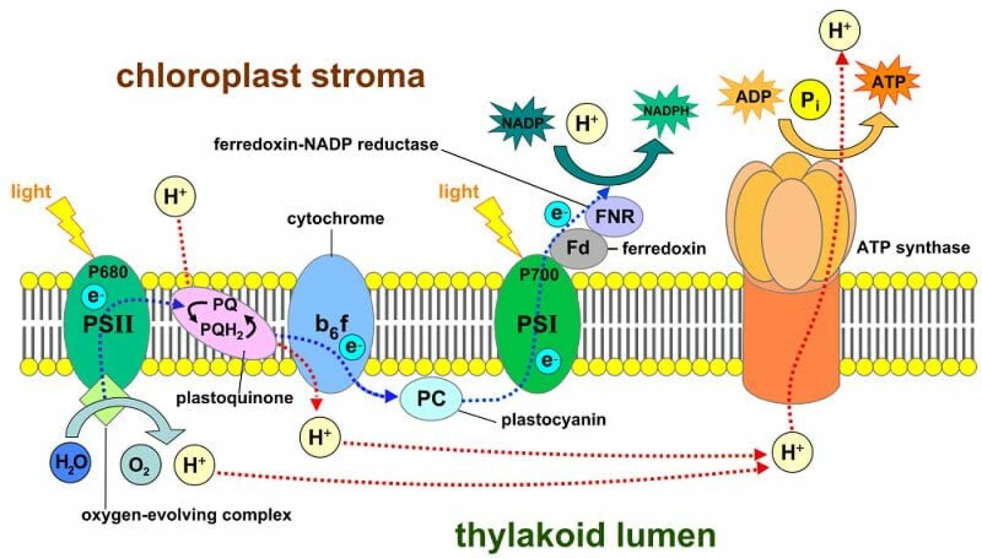 Does a Stroma Contain a Thylakoid? Does a Stroma Contain a Thylakoid?