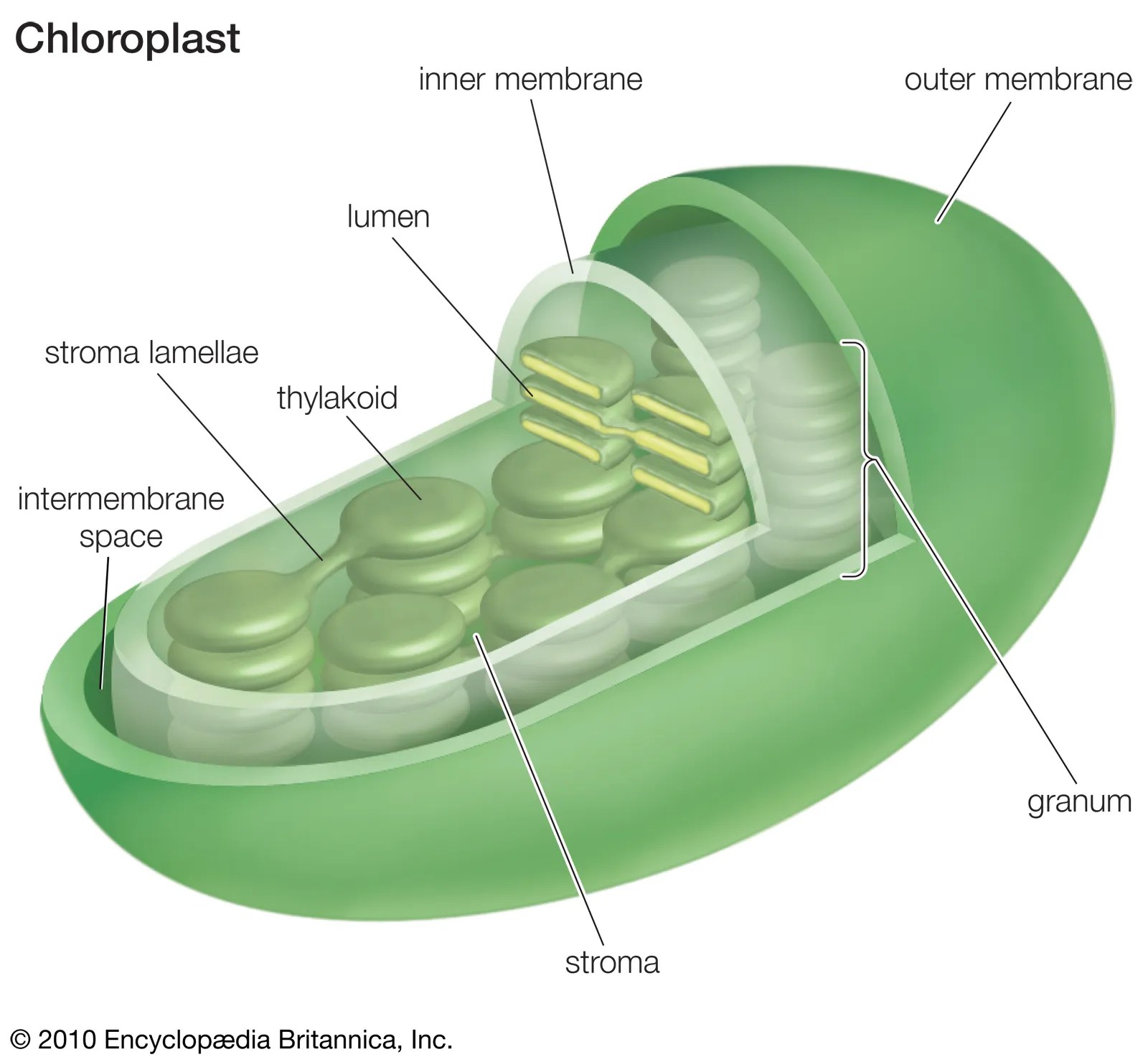 Are Stroma Enzymes Key to Plant Life? Are Stroma Enzymes Key to Plant Life?