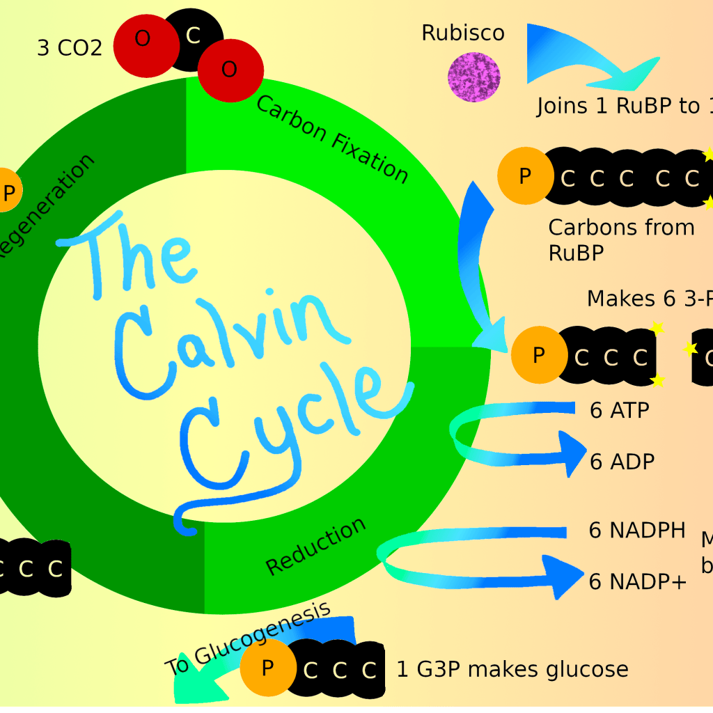 Is the Calvin Cycle in the Thylakoid or Stroma? Is the Calvin Cycle in the Thylakoid or Stroma?