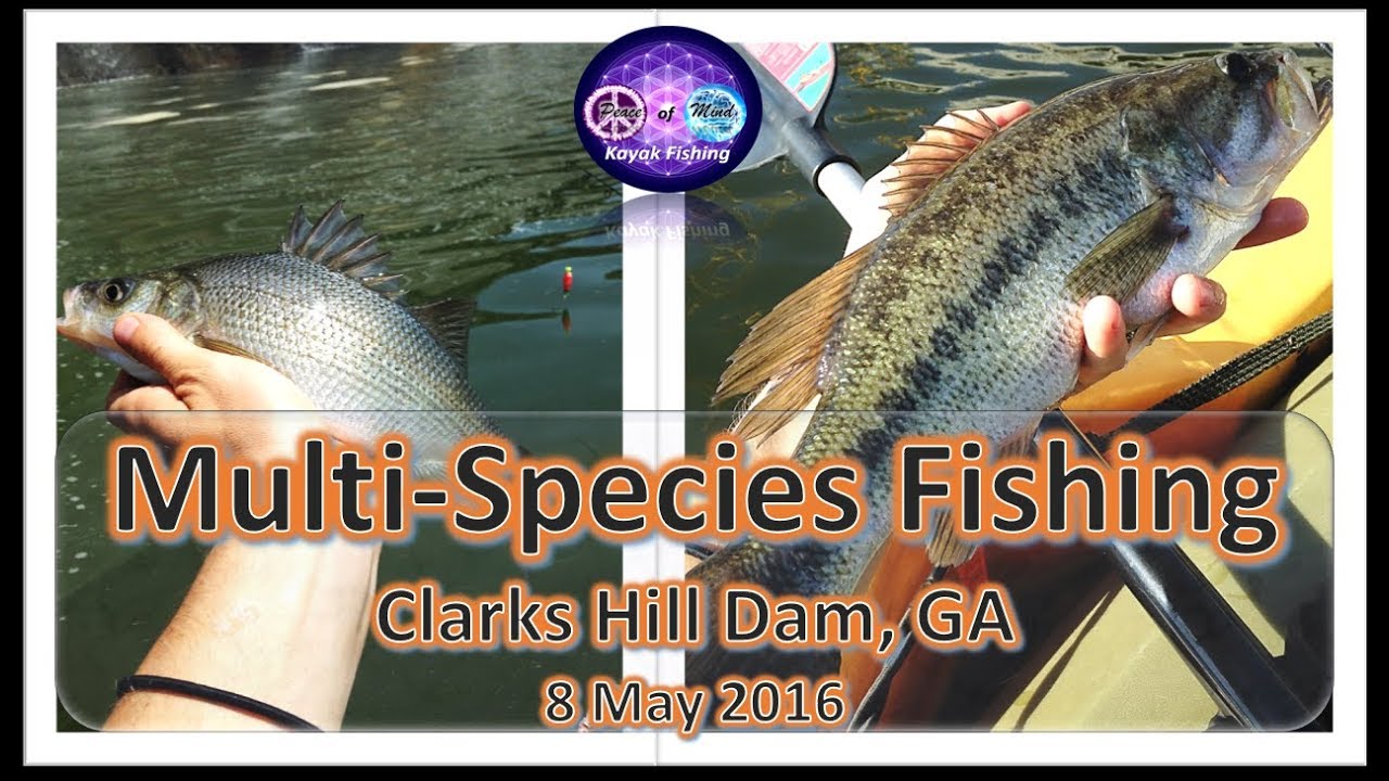 How to Catch Striped Bass on Strom Thurmond Lake How to Catch Striped Bass on Strom Thurmond Lake