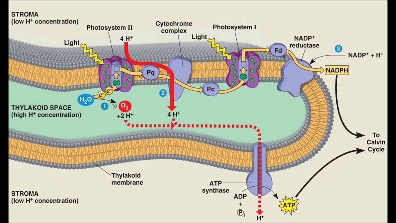Do Light-Dependent Reactions Occur in the Stroma? Do Light-Dependent Reactions Occur in the Stroma?