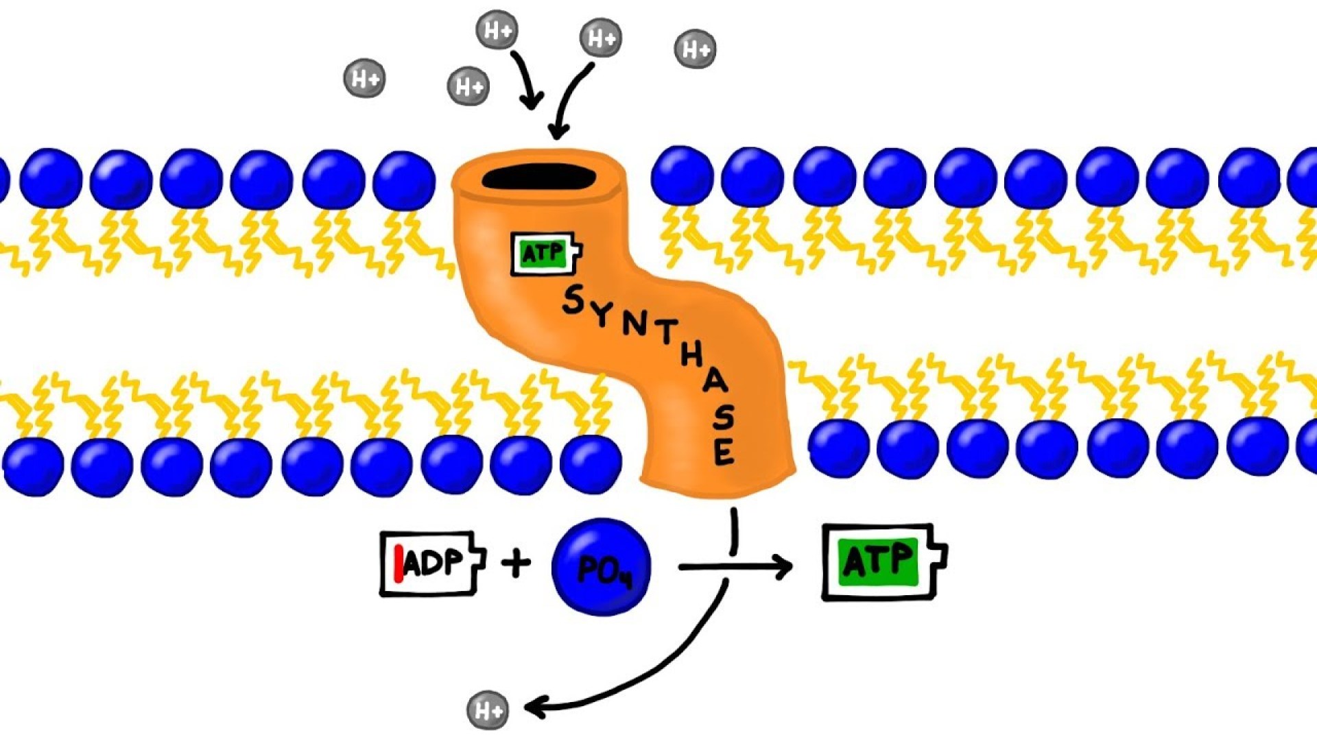 ATP Synthesis in the Stroma Powering Plant Life ATP Synthesis in the Stroma Powering Plant Life