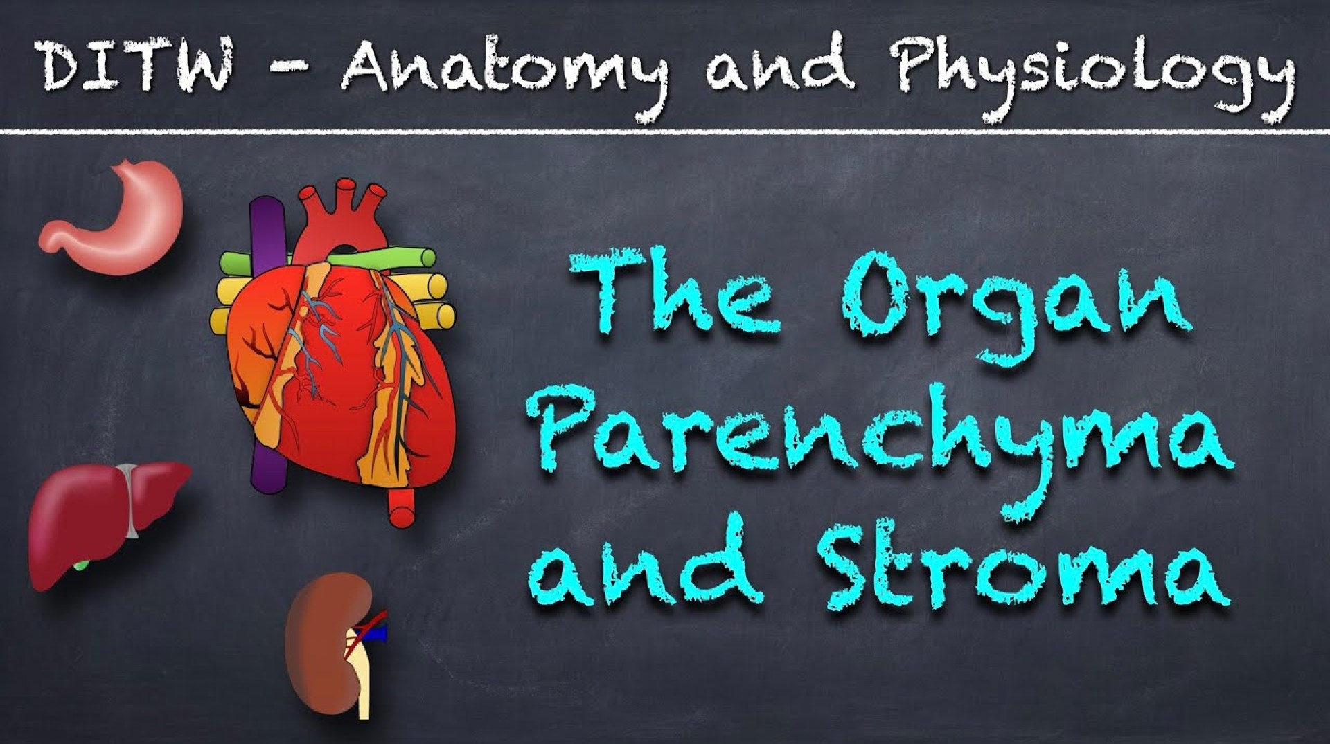 Is Parenchyma and Stroma the Same? Unveiling the Tissue Tapestry Is Parenchyma and Stroma the Same? Unveiling the Tissue Tapestry