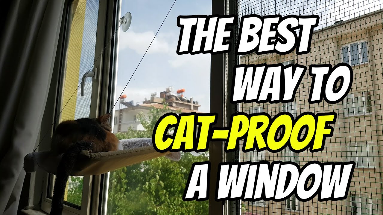 How to Secure Window Screens for Cats Keep Your Feline Friend Safe Indoors How to Secure Window Screens for Cats Keep Your Feline Friend Safe Indoors