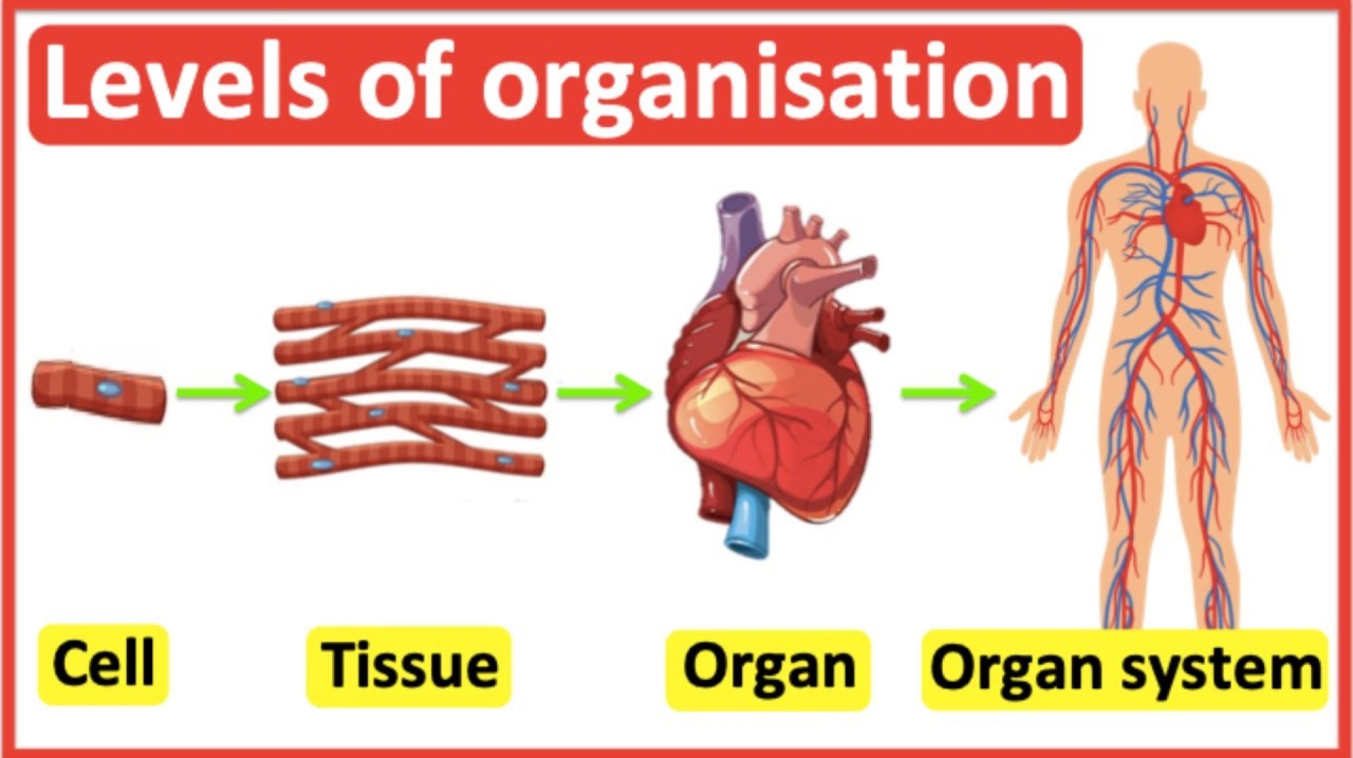 What Are Stroma Cells The Unsung Heroes of Tissue What Are Stroma Cells The Unsung Heroes of Tissue