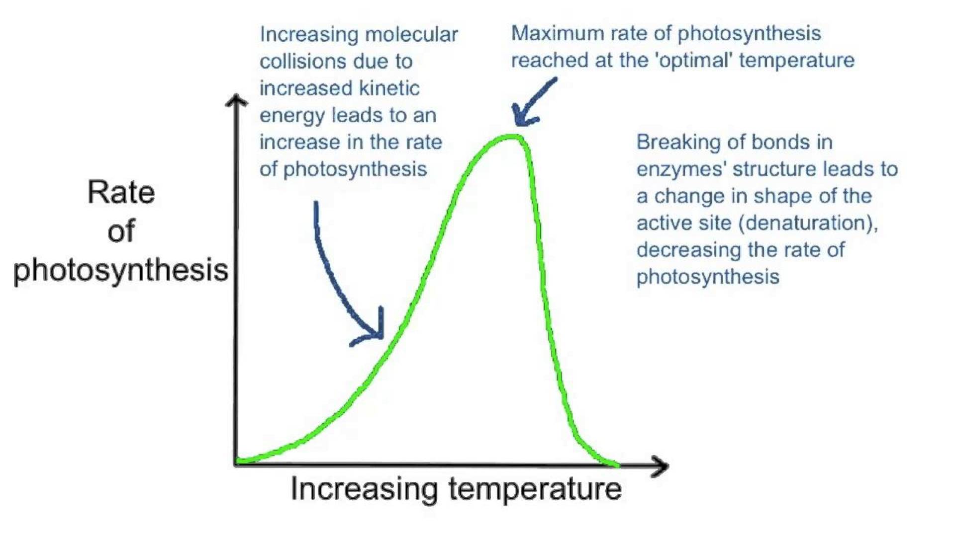 Does Stroma Amount Impact Photosynthesis Rate? Does Stroma Amount Impact Photosynthesis Rate?
