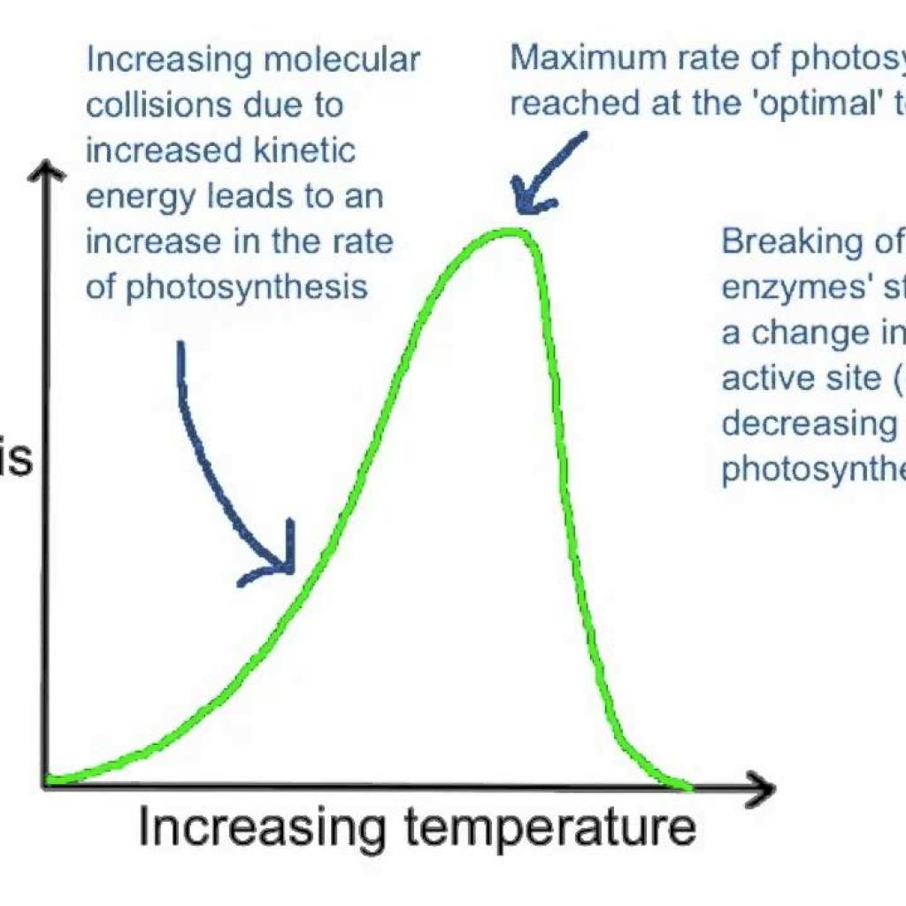 Does Stroma Amount Impact Photosynthesis Rate? Does Stroma Amount Impact Photosynthesis Rate?