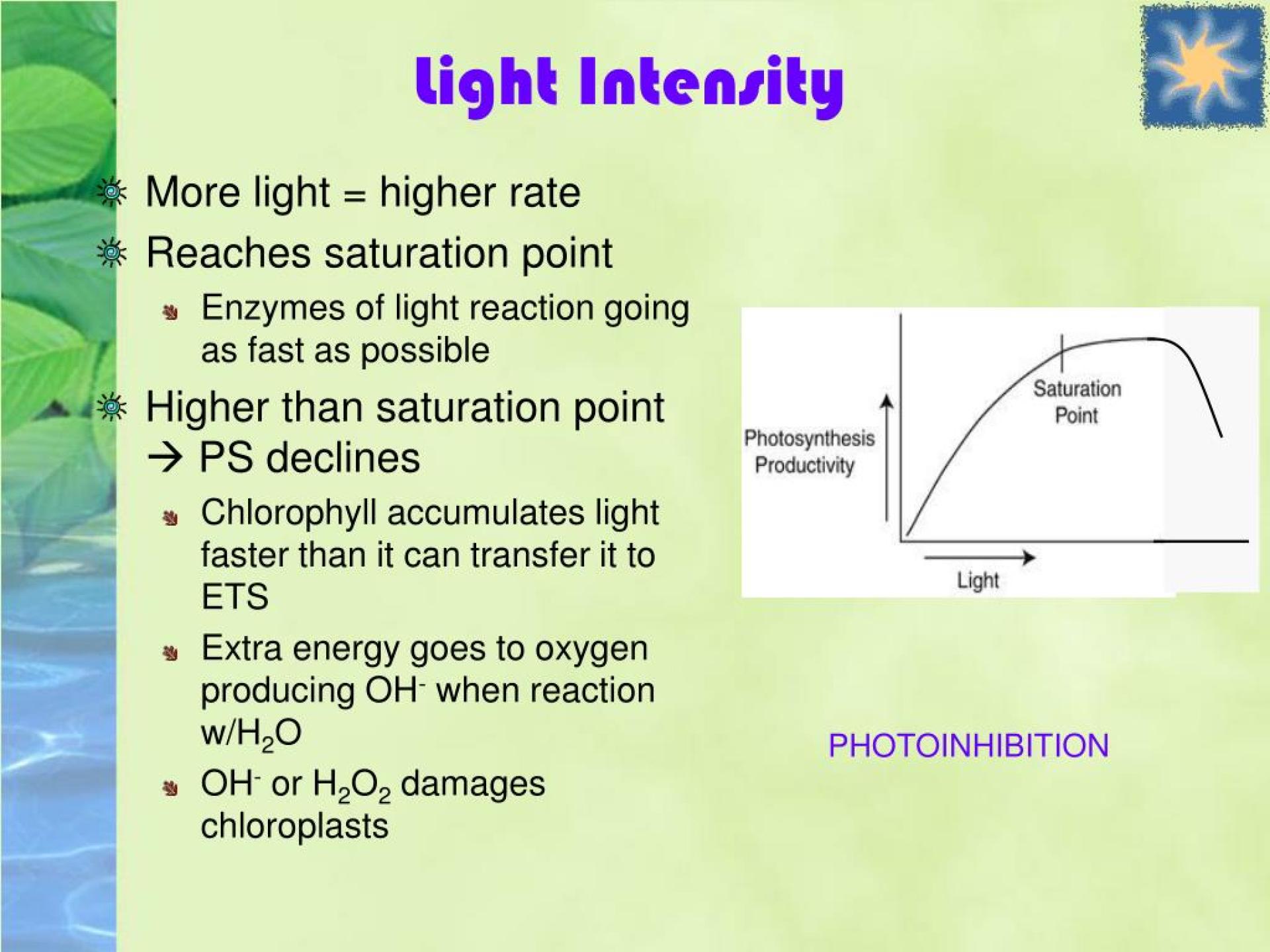 Does Stroma Volume Impact Photosynthesis Rate? Does Stroma Volume Impact Photosynthesis Rate?