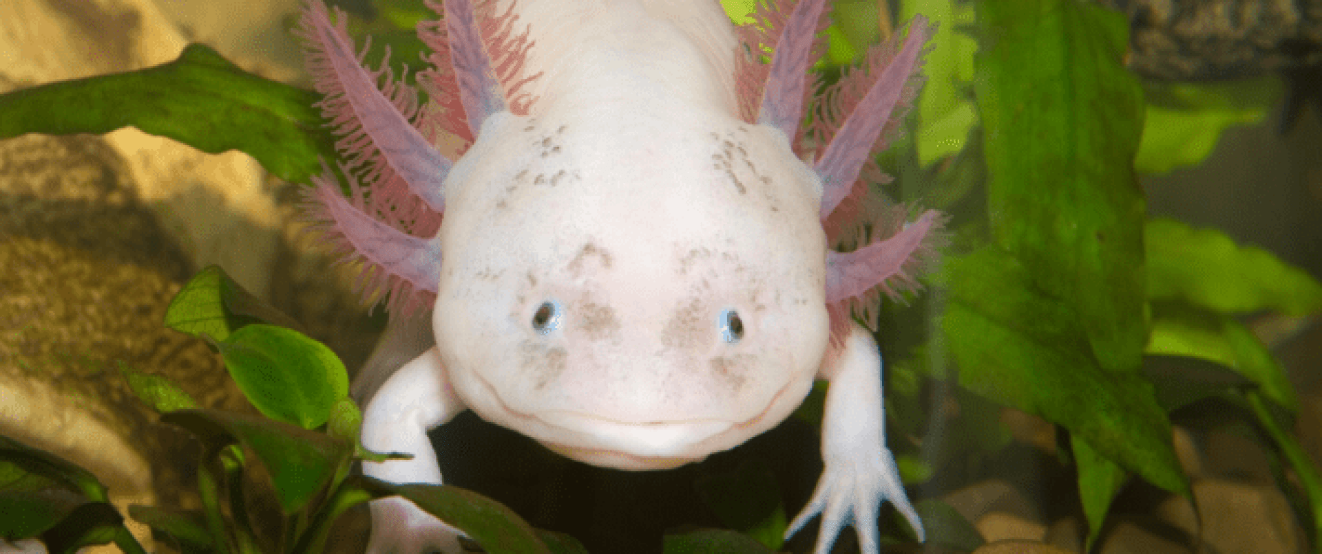 How Much Does a RB Strom Axolotl Cost? How Much Does a RB Strom Axolotl Cost?