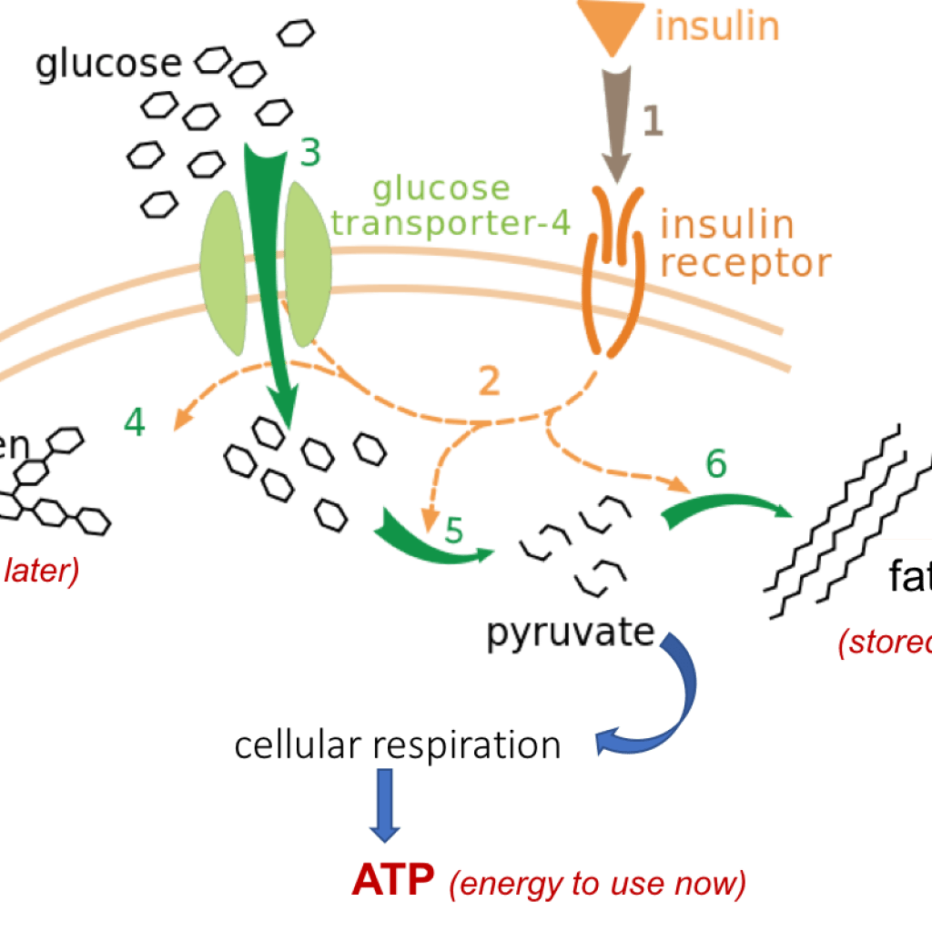 Glucoses Journey From Stroma to Cytoplasm Glucoses Journey From Stroma to Cytoplasm
