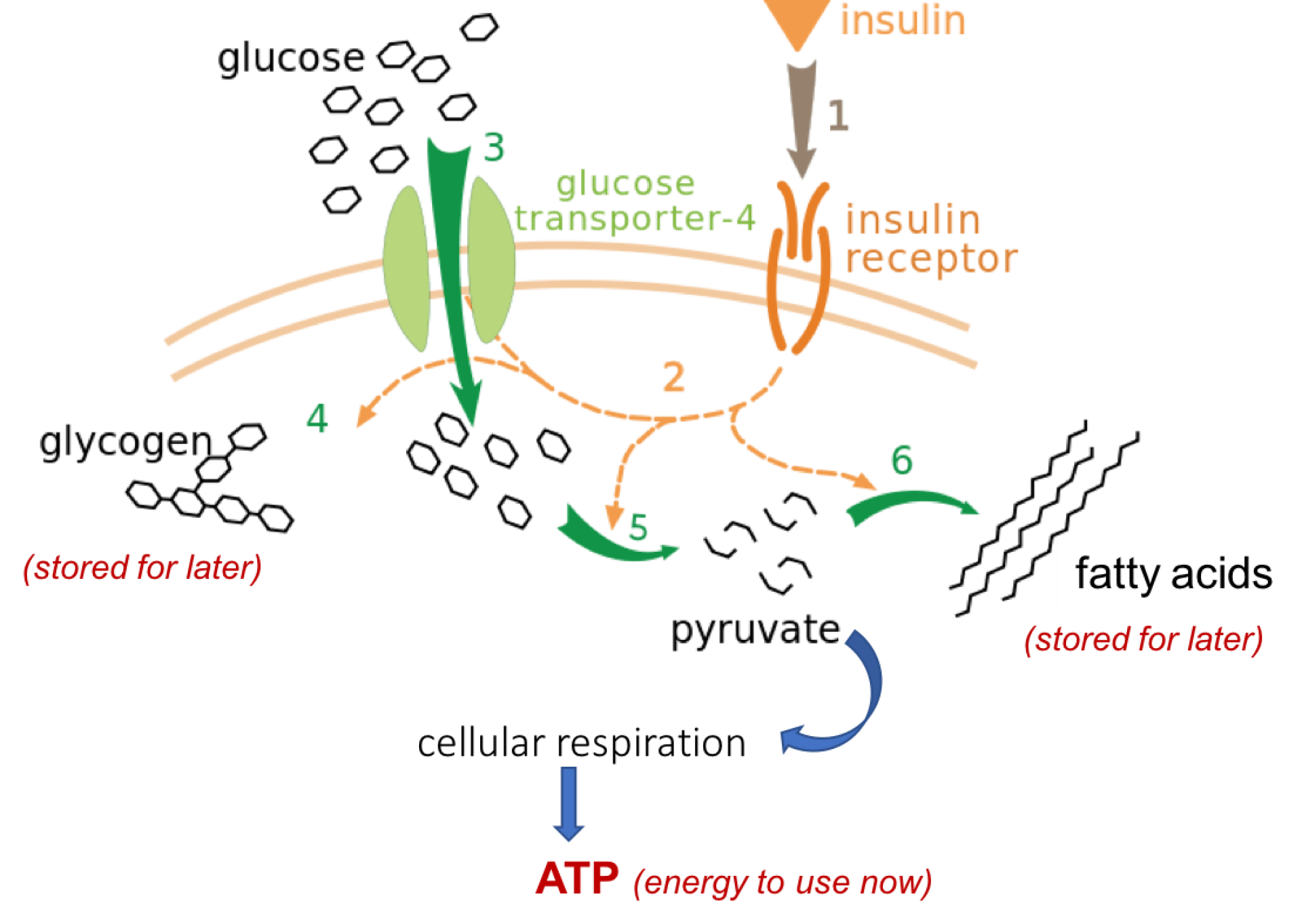 Glucoses Journey From Stroma to Cytoplasm Glucoses Journey From Stroma to Cytoplasm