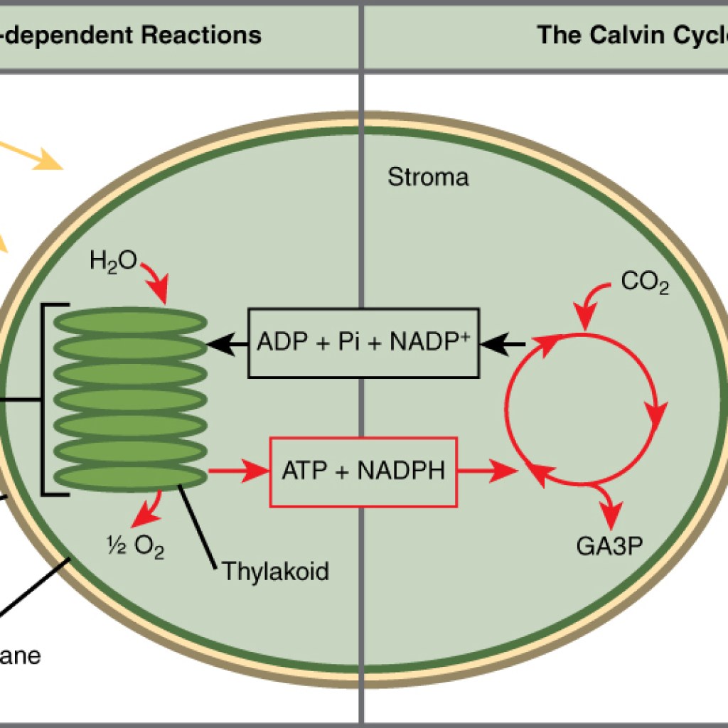 Is NADPH Synthesized in the Stroma? Is NADPH Synthesized in the Stroma?