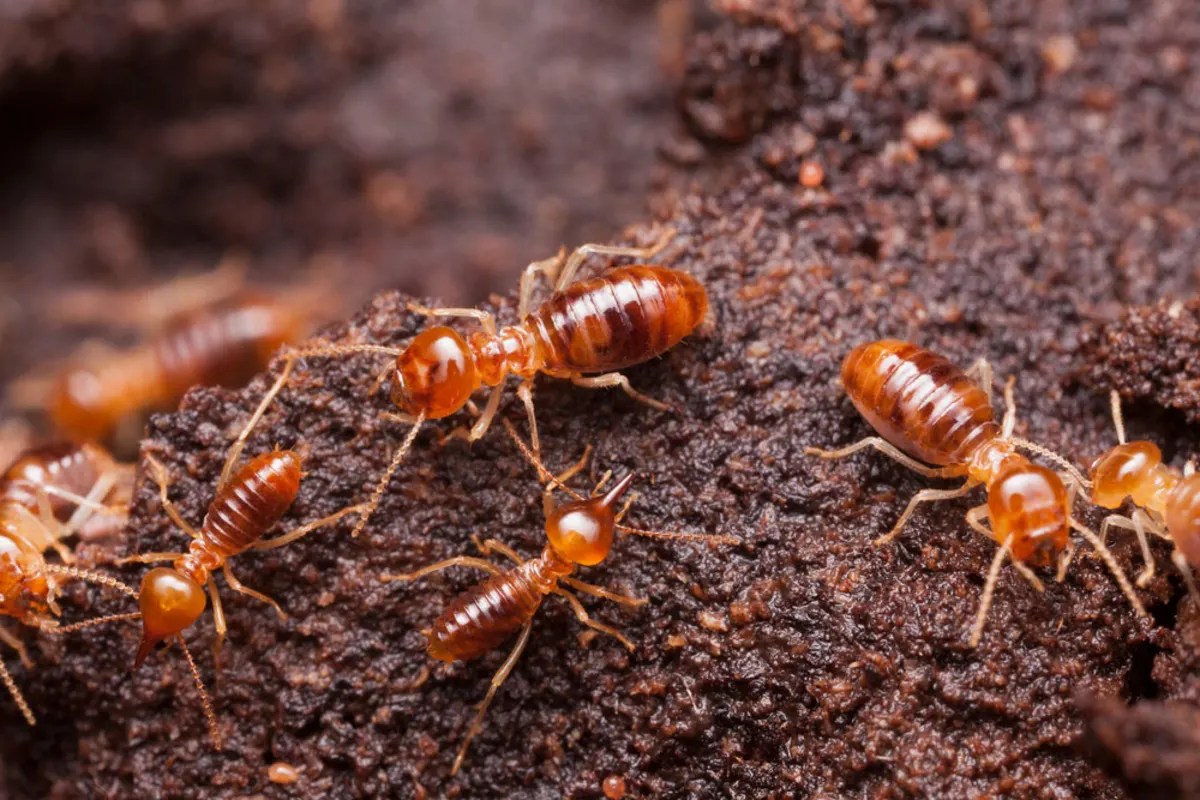 How Much Does Termite Contract Cost? How Much Does Termite Contract Cost?